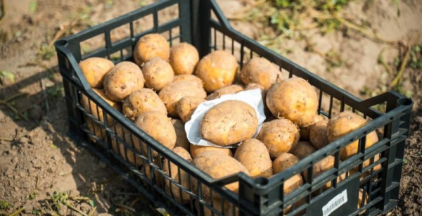 Україна очікує зростання цін на картоплю через зниження врожаю — КУРКУЛЬ