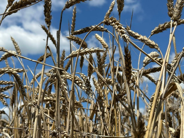 Wheat. Photo: Suspilne