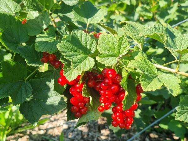 «Ягідний бік життя» збільшує випуск продукції глибокої заморозки — КУРКУЛЬ 13