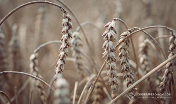 У багатьох регіонах посіви зернових уражені хворобами колоса — SuperAgronom.com
