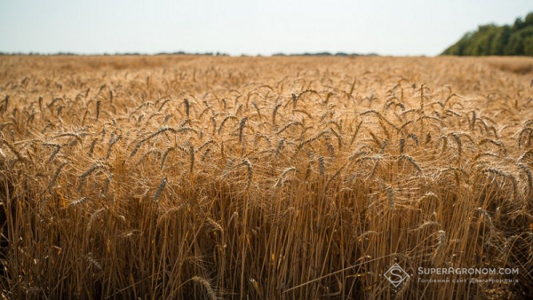 Озима пшениця Озима пшениця