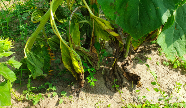 Sclerotiniosis threatens sunflowers and soybeans throughout Ukraine due to weather conditions