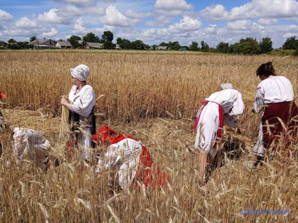 «Зажинки»: перші зібрані з поля колоски відклали на різдвяний дідух 21