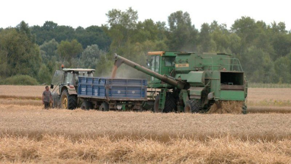 Збір врожаю добрий, але ціна розчаровує: на Чернігівщині пшеницю реалізують майже за половину торішньої вартості — SuperAgronom.com