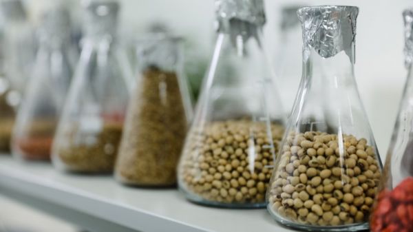 Урожай картоплі 2026 року під загрозою через брак вологи: прогнозувати вартість важко — SuperAgronom.com 3