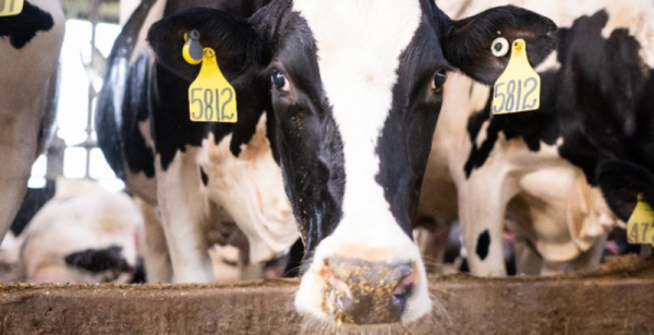 GEA покращила свою систему контролю стада CowScout Cloud — КУРКУЛЬ