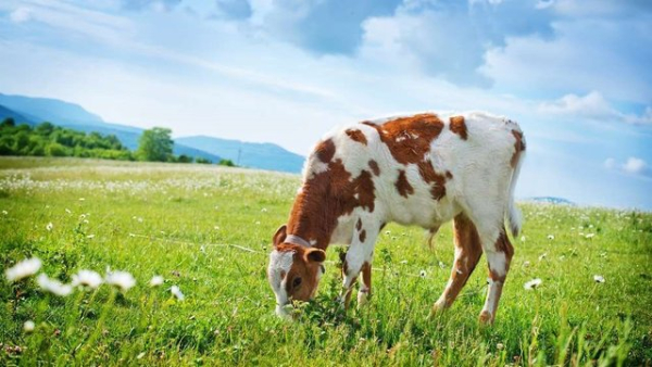 Кількість великої рогатої худоби на сільськогосподарських підприємствах України за рік збільшилася на 4%, тоді як у приватних господарствах спостерігається спад на 35% – АВМ