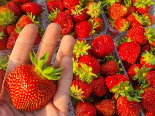 «Ягідний бік життя» збільшує випуск продукції глибокої заморозки — КУРКУЛЬ 12
