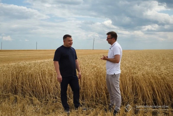 Збір врожаю озимої пшениці на Одещині досяг 10 тонн з гектара — SuperAgronom.com