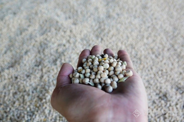 Harvest-2026: Sumy region farmers harvest peas yielding 2.68 t/ha, wheat — 5.81 t/ha — SuperAgronom.com