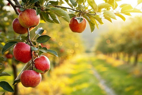 Запобігання стійкості збудників парші: поради городникам — SuperAgronom.com
