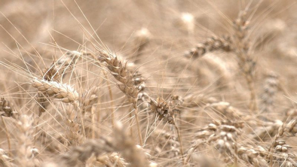 Wheat in FE &laquo;Naporivske&raquo;