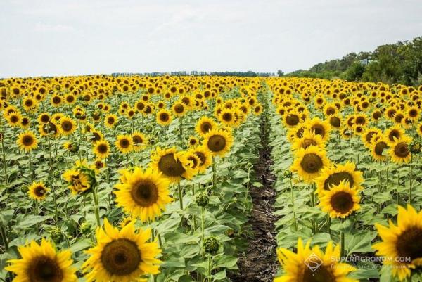 Чому рослини відчувають нестачу калію навіть на родючих ґрунтах – пояснив експерт – SuperAgronom.com
