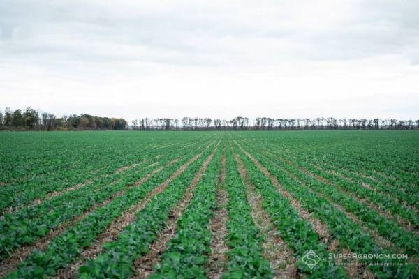 Агрохолдинги ставлять на ріпак та strip-till через зростання вартості посівної