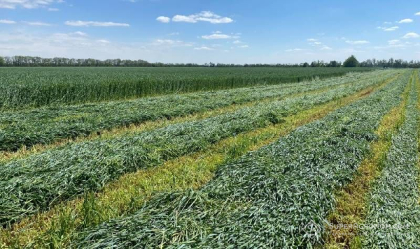 Через посуху господарства Вінниччини частіше обирають силос з жита — SuperAgronom.com