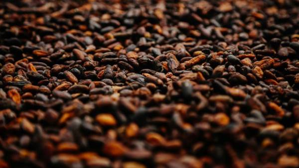 Гана скоротить урожай какао на 13% наступного сезону