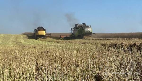 Аграріїв Сумщини захищають посіви ріпаку від дронів, збираючи рекордний урожай на тлі падіння цін