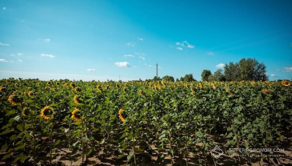 У північних частинах Дніпропетровщини випало більш як 300% від місячної норми опадів, тоді як на південному заході спостерігається посуха — SuperAgronom.com