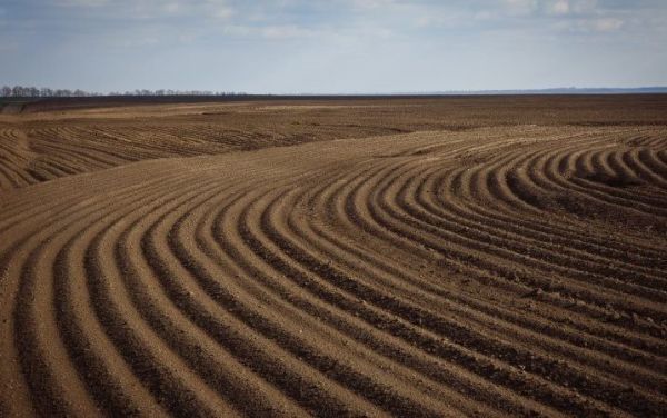 Жнива ранніх культур на Прикарпатті завершено: урожайність зернових сягнула 5,64 т/га 2