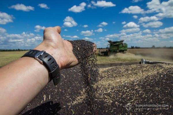 Урожай ранніх культур на Кіровоградщині 2026 зростає