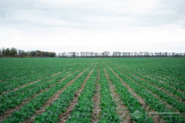 Використання покривних культур у технології strip-till скоротило необхідність гербіцидних обробок сої до однієї — SuperAgronom.com 4