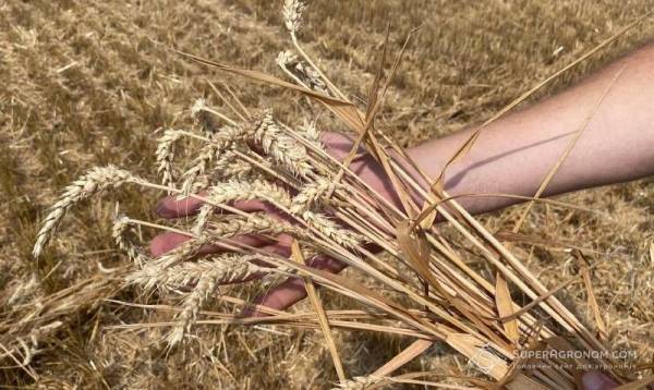 Київщина зібрала на 17% більше пшениці, досягнувши 6,14 тонни з гектара