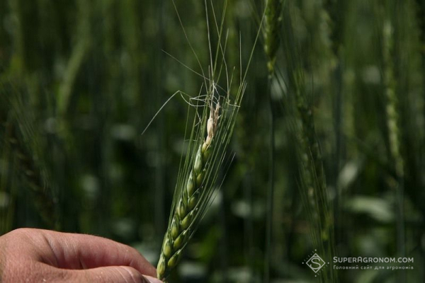 Фузаріоз колоса вражає посіви зернових: найвищий рівень ураження — SuperAgronom.com 3