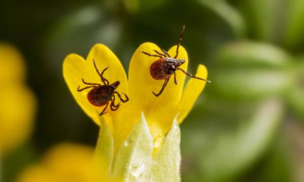 Одяг, що захистить від кліщів: поради дослідників