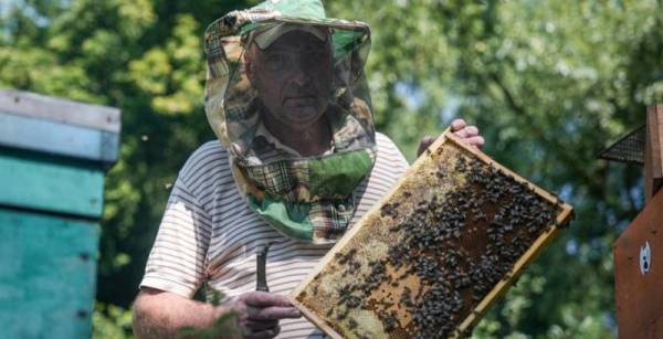 Пасічник із Сумщини: безпечний кордон не шкодить бджільництву