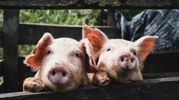 KSG Agro наростила чистий прибуток у 6,7 раза за пів року