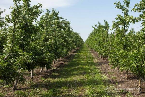 Садівники України борються з ціновою нестабільністю та дефіцитом робочої сили 1