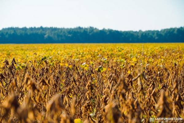 Українські аграрії поки не мають доступу до ГМ-насіння