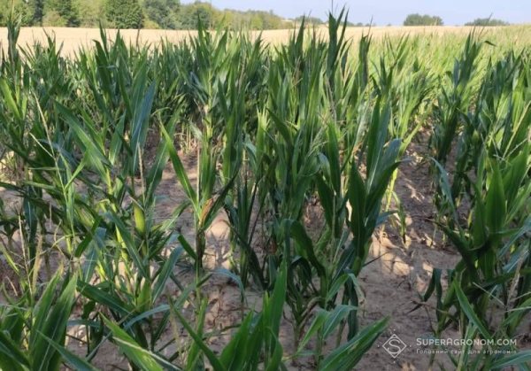 Агротехнічні методи для збільшення витривалості рослин до посухи — SuperAgronom.com