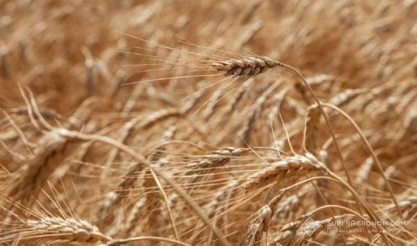 Фермери Канзасу зафіксували найгірший урожай пшениці за 70 років