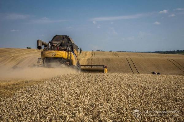 Дощі зіпсували якість української пшениці: врожай 2026 року під загрозою