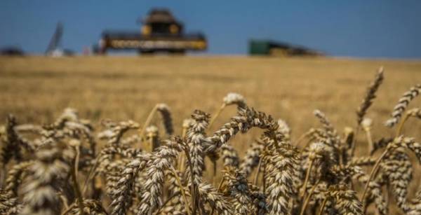 Спека та Чорномор’я підштовхнули світові ціни на пшеницю вгору