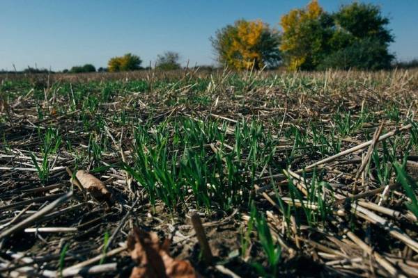 «ВВІ-Агро» зекономила пальне та насіння на 20% завдяки no-till