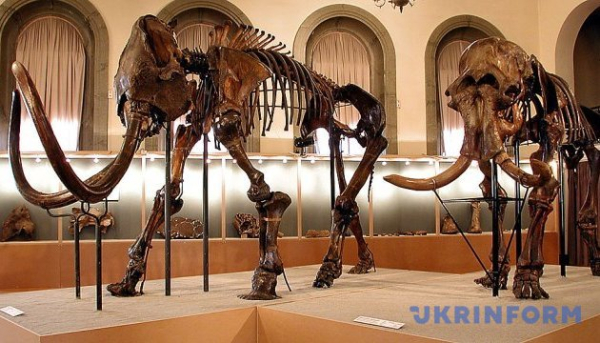 Мисливці льодовикового періоду обирали мамонтів для полювання