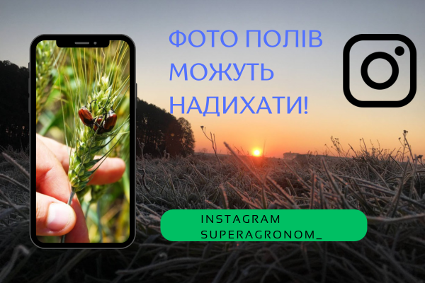 Прогноз: Оптові ціни на яблука наприкінці сезону можуть впасти на 11–20% — SuperAgronom.com 3