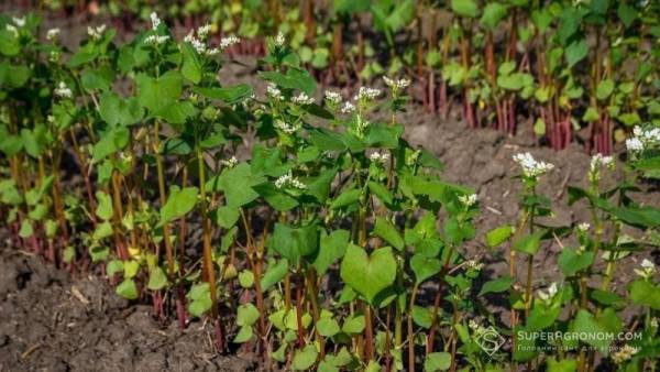 Українські аграрії зменшать посівні площі гречки, але дефіциту не очікують