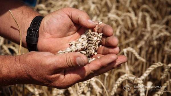 Миколаївщина зібрала ранні культури: врожай хороший, ціни падають
