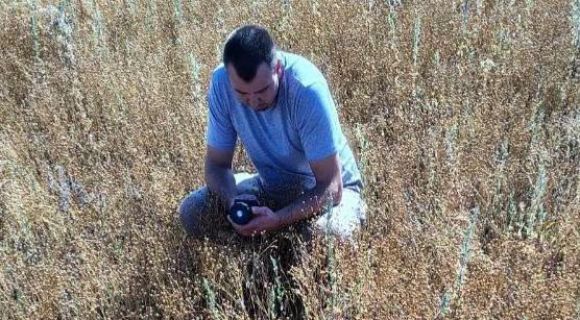 Золотистий льон: урожайність 1,5 т/га у 2026 році відкриває нові перспективи для півдня 7