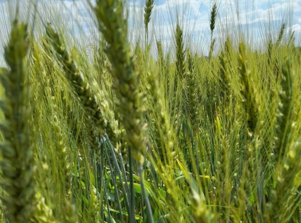 Ціни на агропродукцію злетіли до 14-річного максимуму