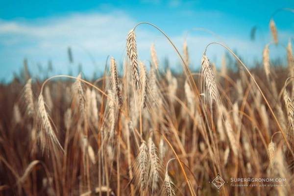Жито за No-till дало 5,6 т/га на бідних ґрунтах: досвід господарства