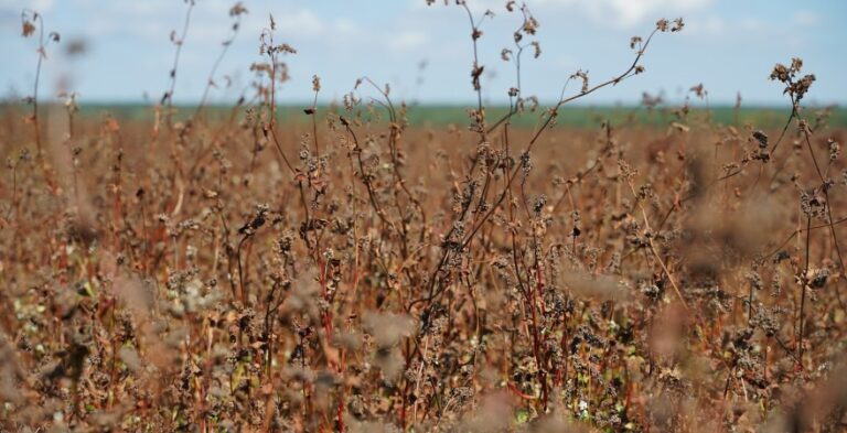 Україна розпочала жнива гречки: обмолочено перші 650 гектарів 1