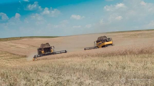 Ріпак дорожчає: ціни в Україні зупинили падіння
