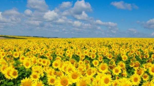 Ціни на пшеницю стабільні, соняшник дешевшає, ріпак дорожчає: аграрний ринок України