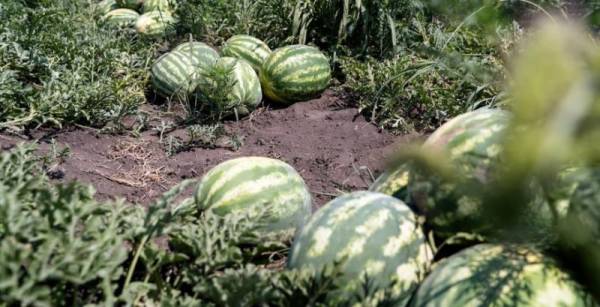 Кавуни на Херсонщині: врожай удвічі більший, ціна вп’ятеро нижча
