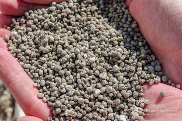 Ринок добрив переживає дефіцит: 5,5 мільйона тонн сечовини втрачено
