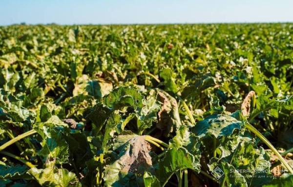 Німеччина збирає найгірший урожай цукрових буряків за роки